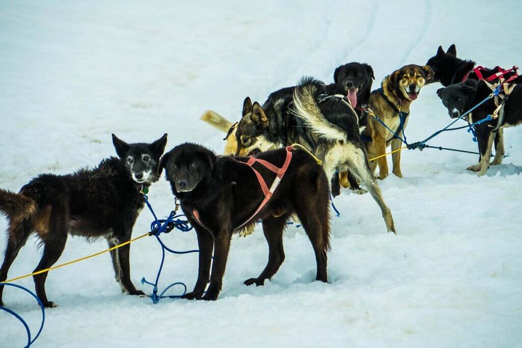 Schlittenhunde sind an einer Leine gemeinsam eingespannt und stehen im Schnee.