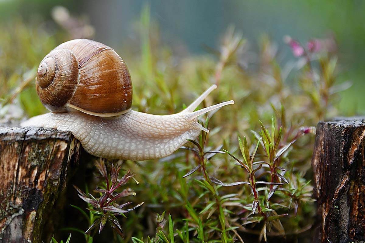 Schnecke imGarten