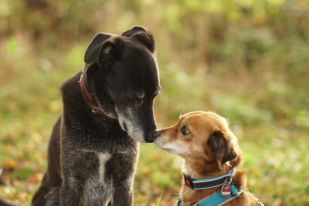 Zwei verängstigte Hunde