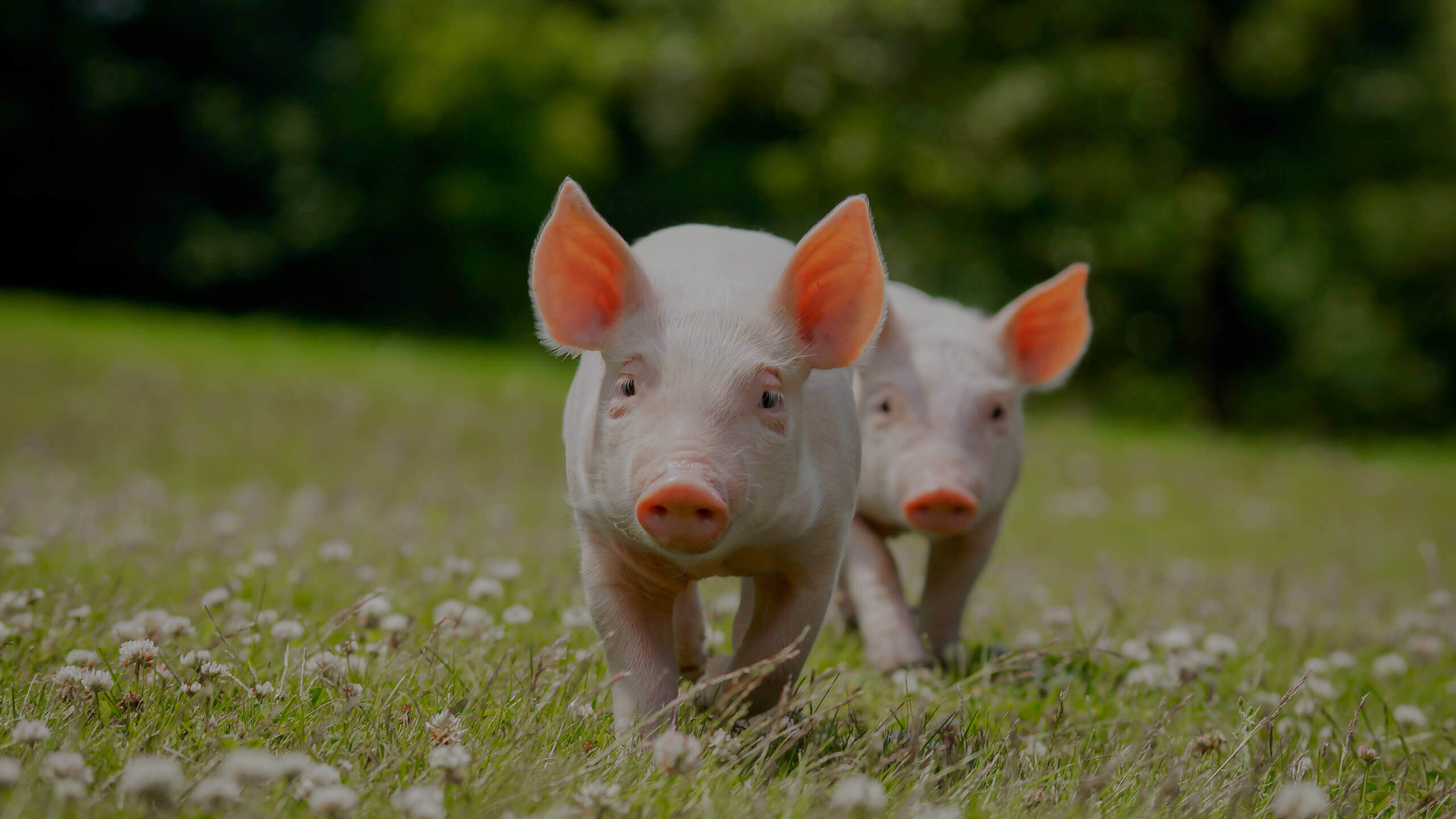 schweine auf der wiese