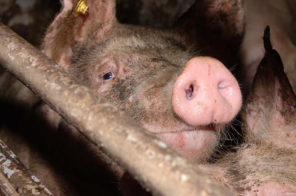 Schwein in Massentierhaltung