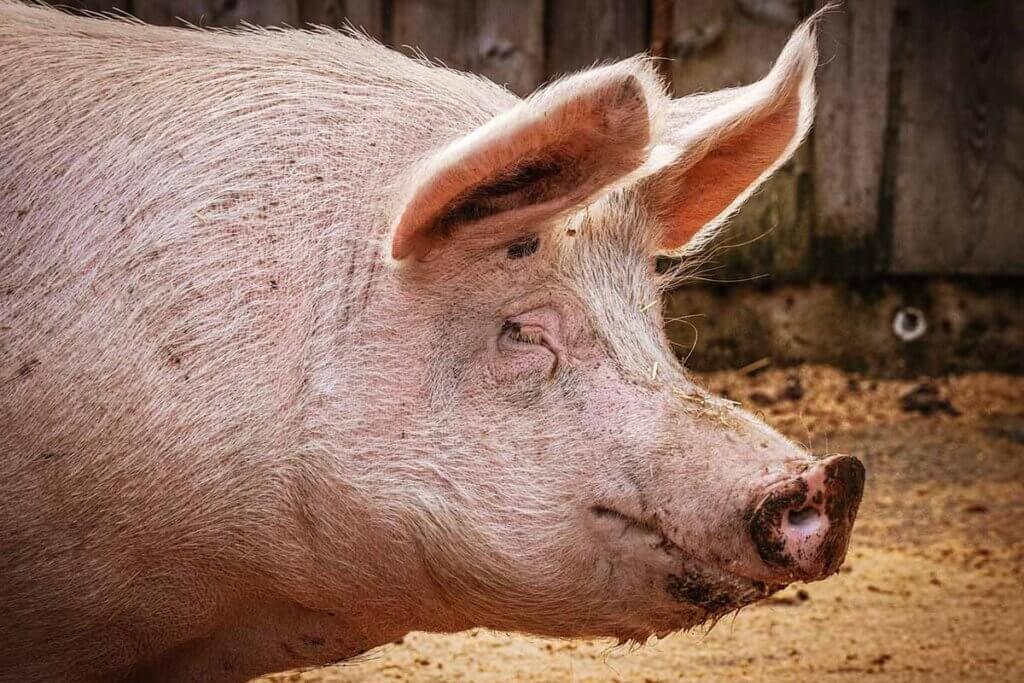 Schwein mit Augen zu