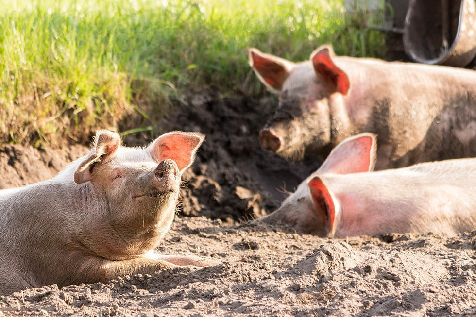 Haben Tiere Gefühle? Infos zu Liebe, Freude, Trauer & Co.