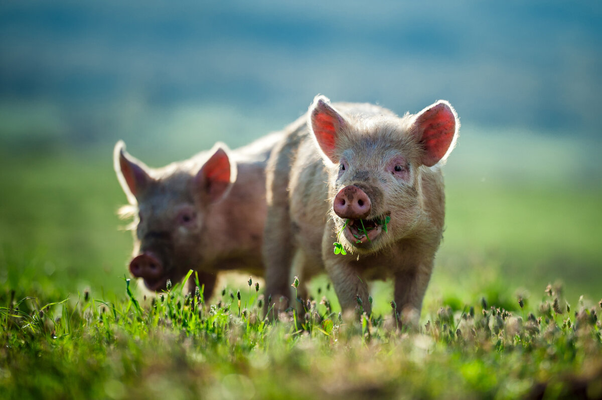 Tierrechte: Warum sollten Tiere Rechte haben?