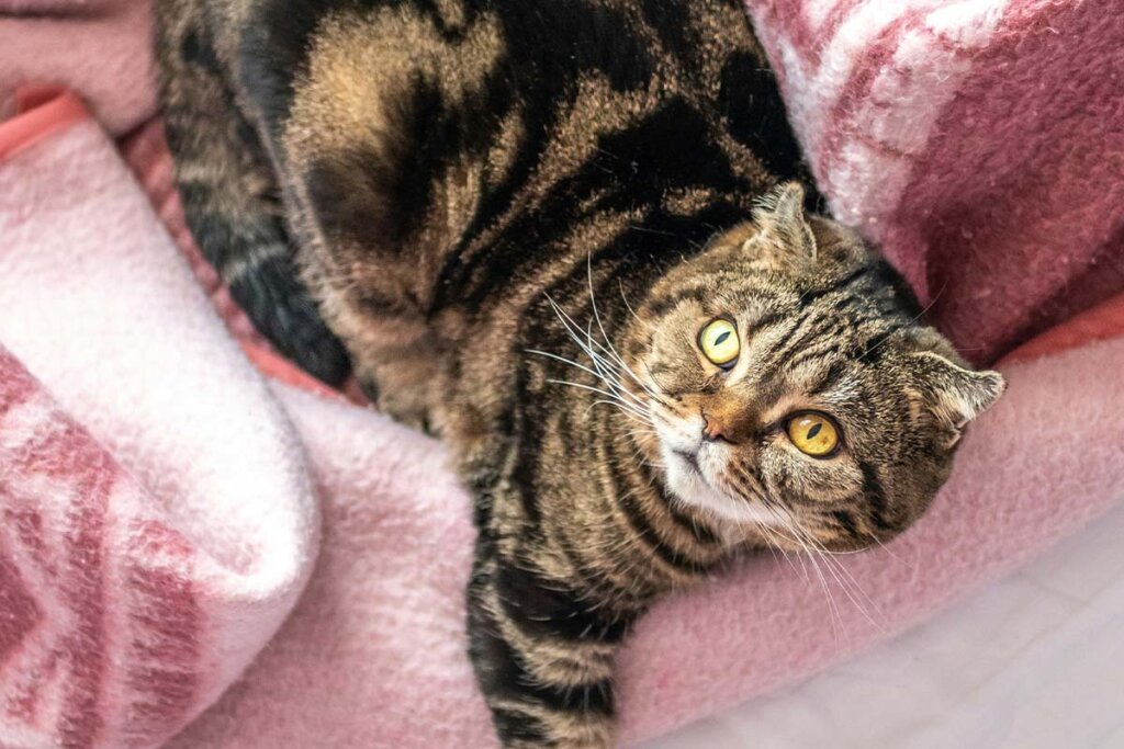 Eine schwarz-melierte Scottish Fold Faltohrkatze liegt auf einer rosa Decke.