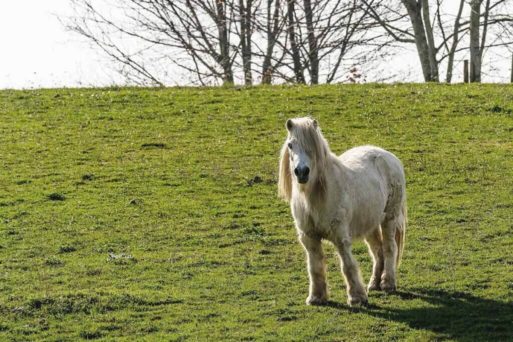 Shetlandpony auf einer Wiese