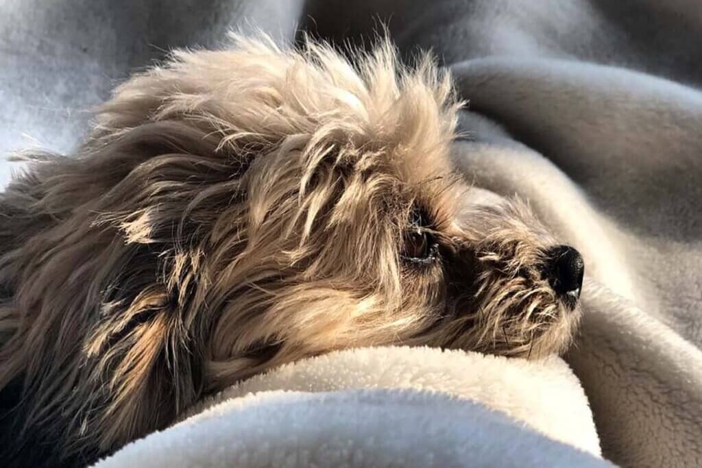 Ein grauer Hund liegt auf einer grau melierten Decke.