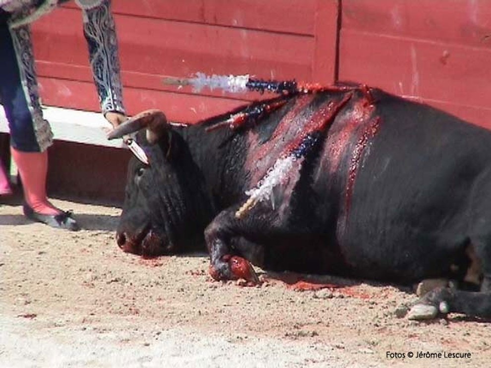 Toter Stier in der Arena