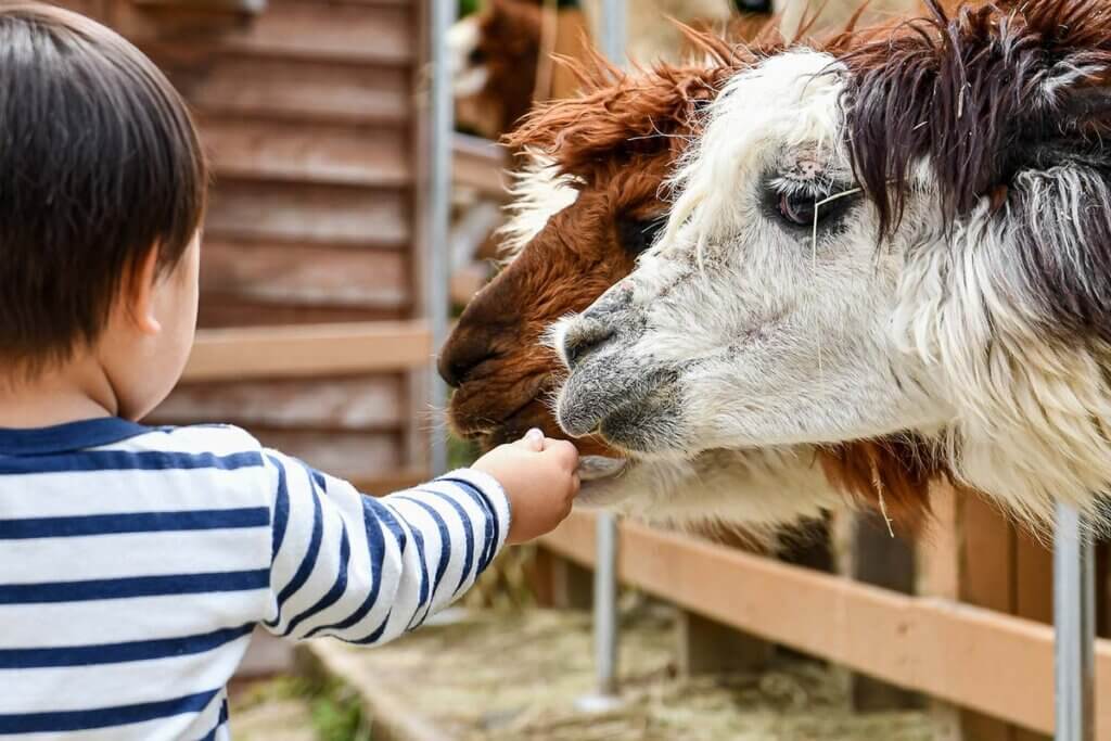 Kind fuettert Alpaka im Streichelzoo