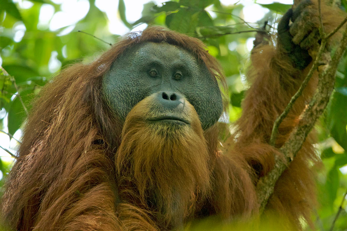 Tapanuli-Orang-Utan auf dem Baum