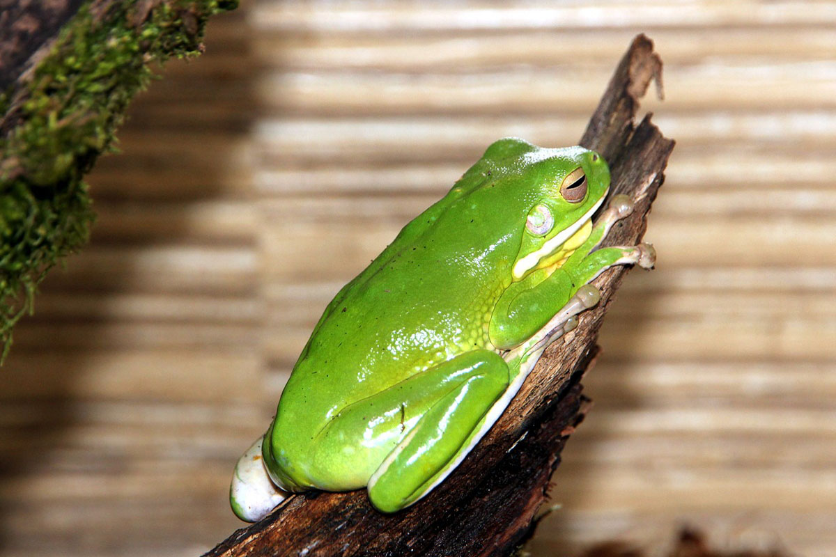 Ein gruener Frosch sitzt auf einem Ast in einem Terrarium.