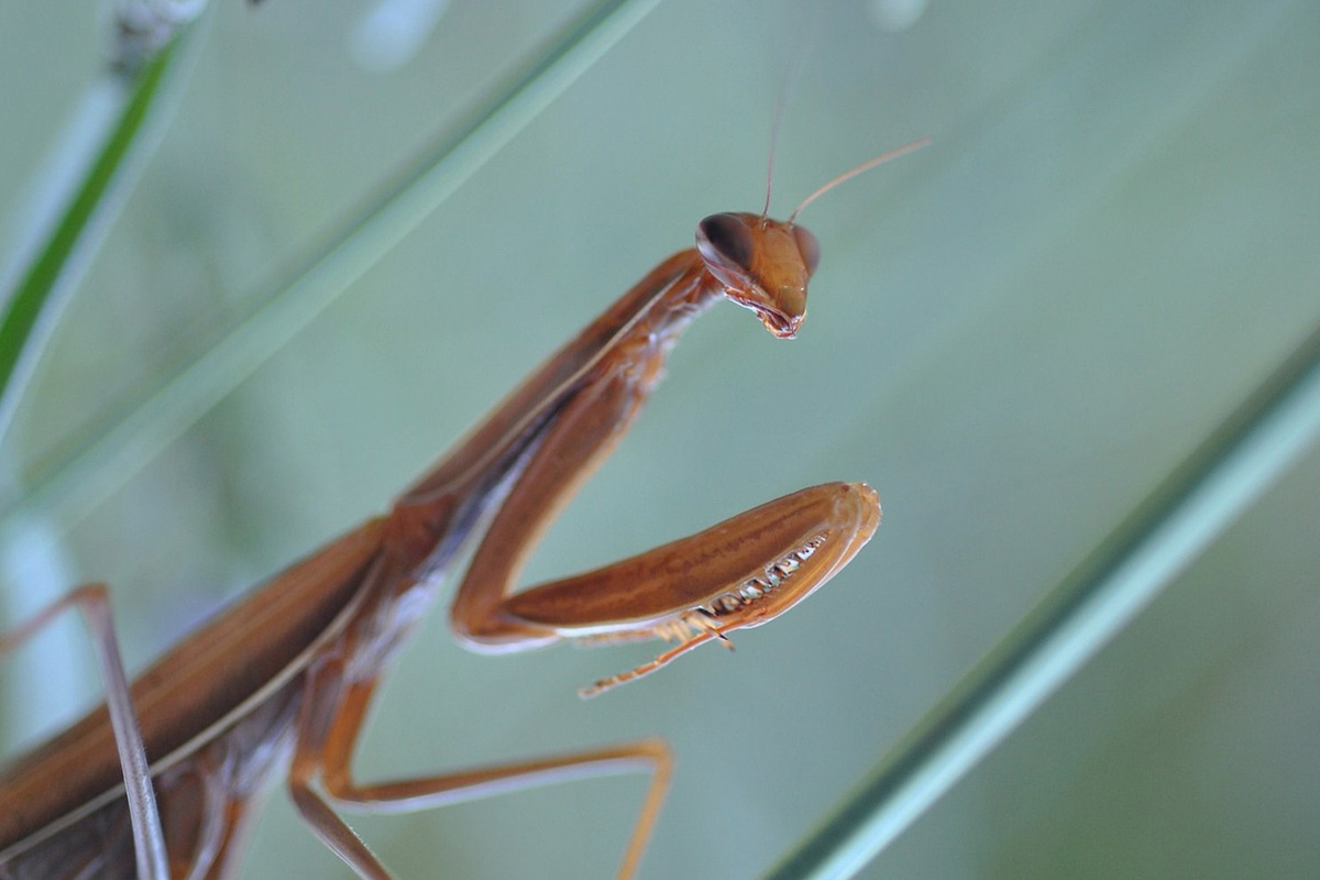 Eine Gottesanbeterin steht auf einem Halm in einem Terrarium.