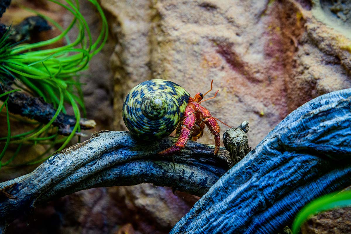 Ein Krebs sitzt auf einem Ast in einem Terrarium.