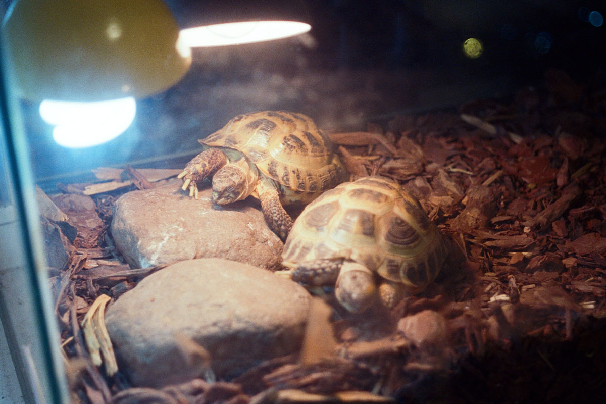 Zwei Schildkroeten in einem Terrarium.