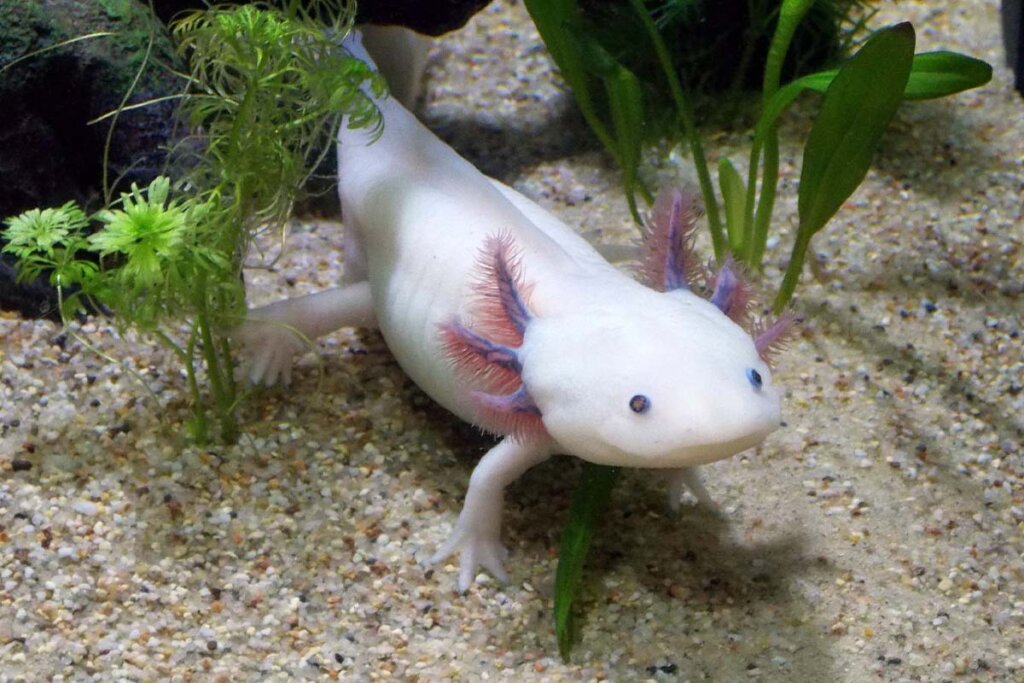 Ein Axolotl schwimmt in einem Aquarium.