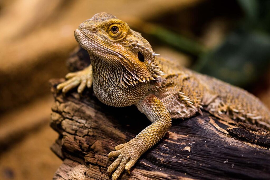 Ein Bartagame sitzt auf einem Stamm in einem Terrarium.