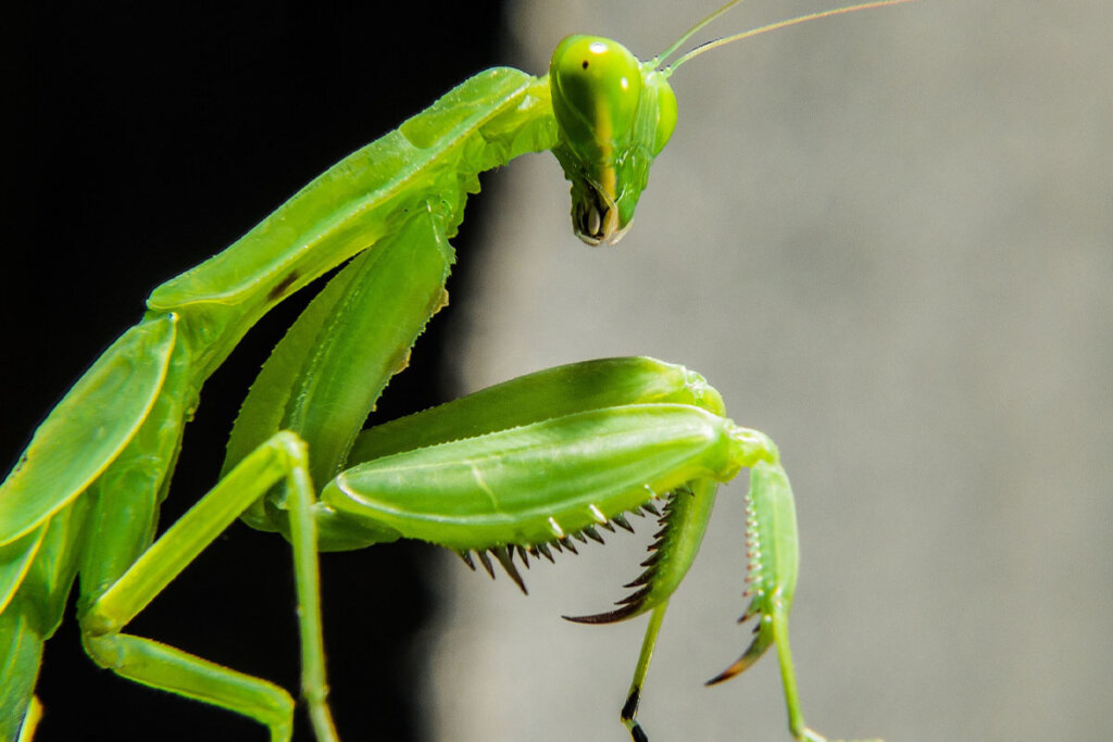 Eine gruene Gottesanbeterin steht in einem Terrarium.