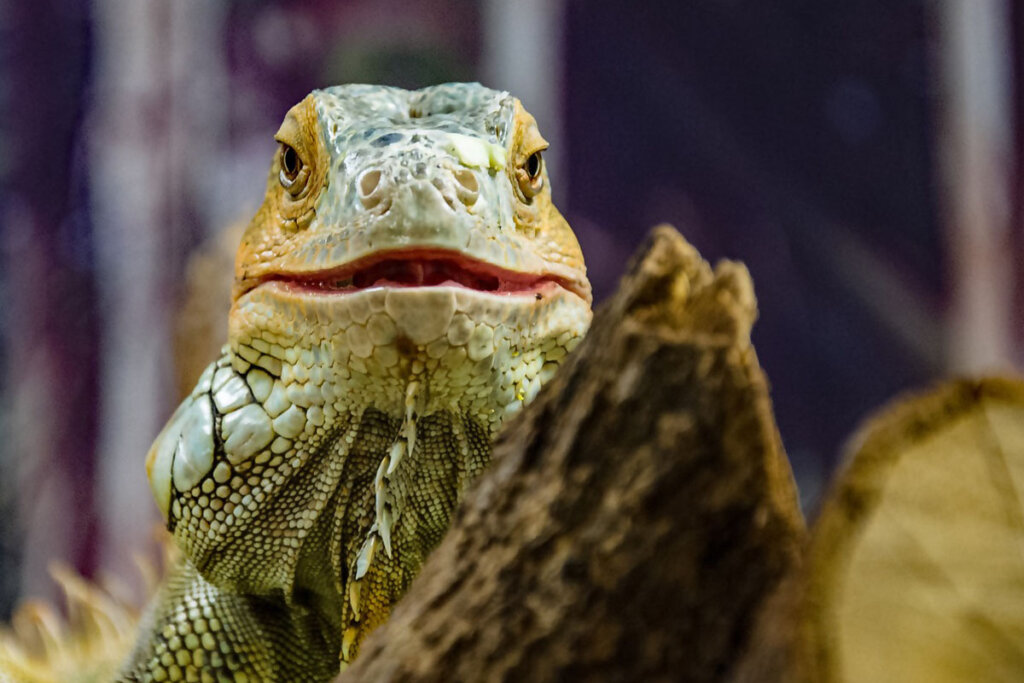 Eine Echse sitzt auf einem Stamm in einem Terrarium.