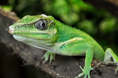 Eine gruene Echse sitzt auf einem Ast in einem Terrarium.