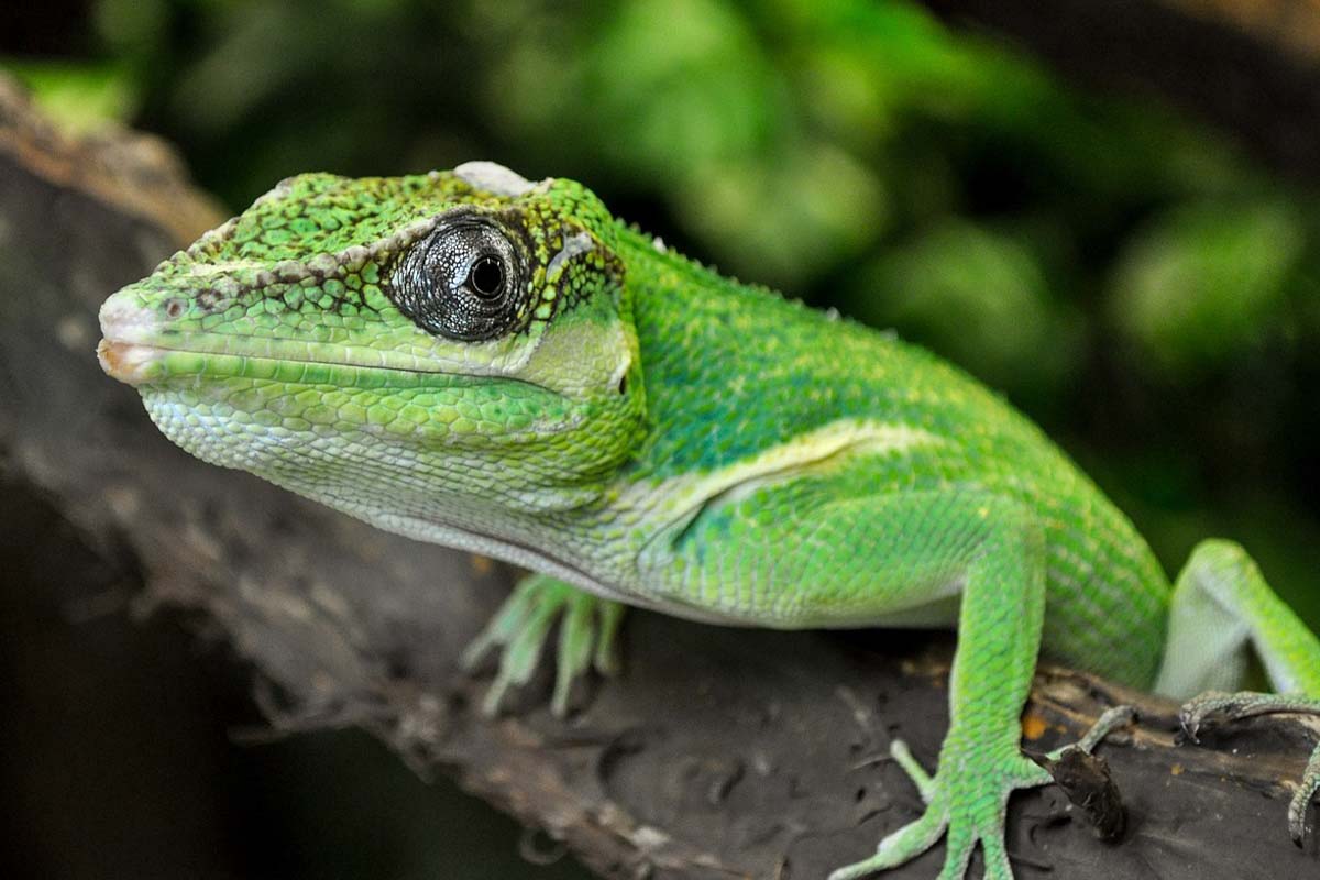 Terrarientiere: Diese 10 Arten sollten Sie niemals kaufen und halten