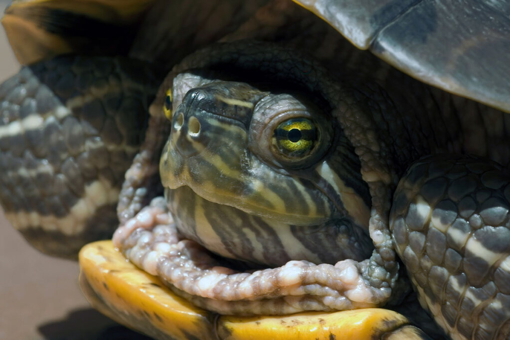 Eine Schildkroete zieht ihren Kopf in ihren Panzer.