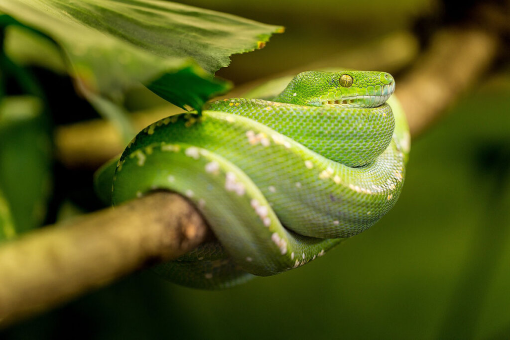 Eine gruene Schlange liegt auf einem Ast in einem Terrarium.