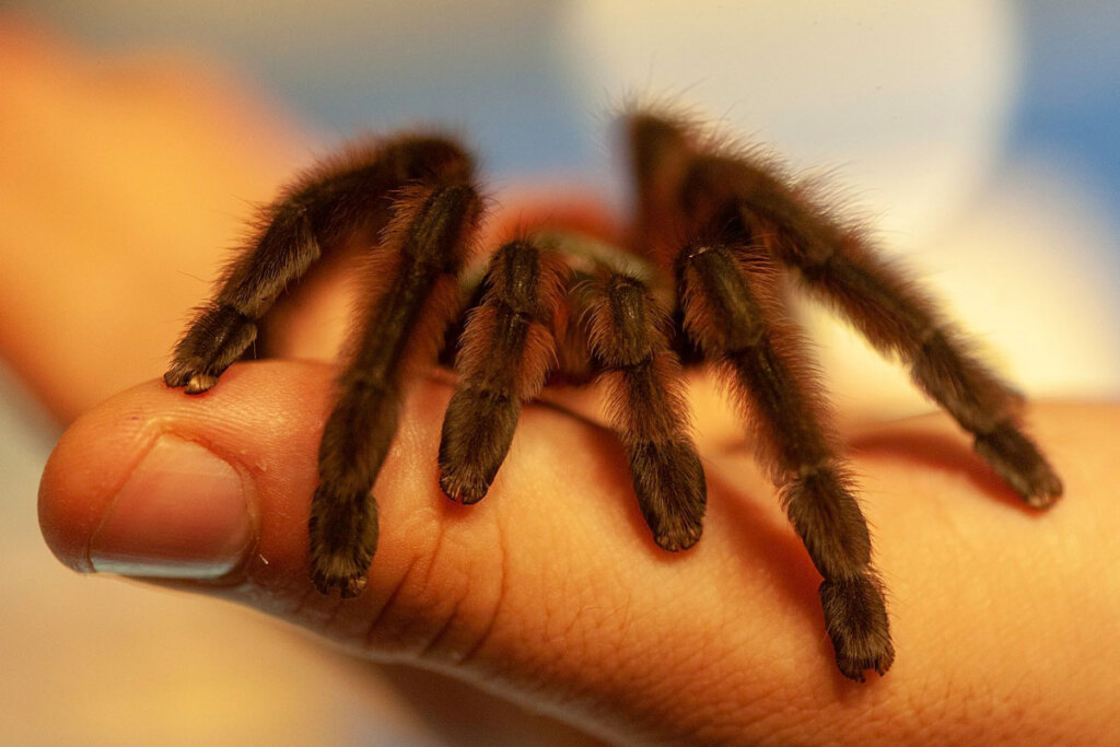 Eine Vogelspinne sitzt auf einer Hand.