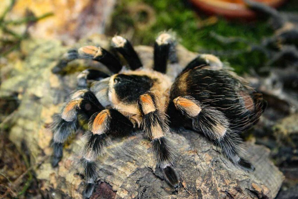 Eine Vogelspinne auf einem Stamm in einem Terrarium.