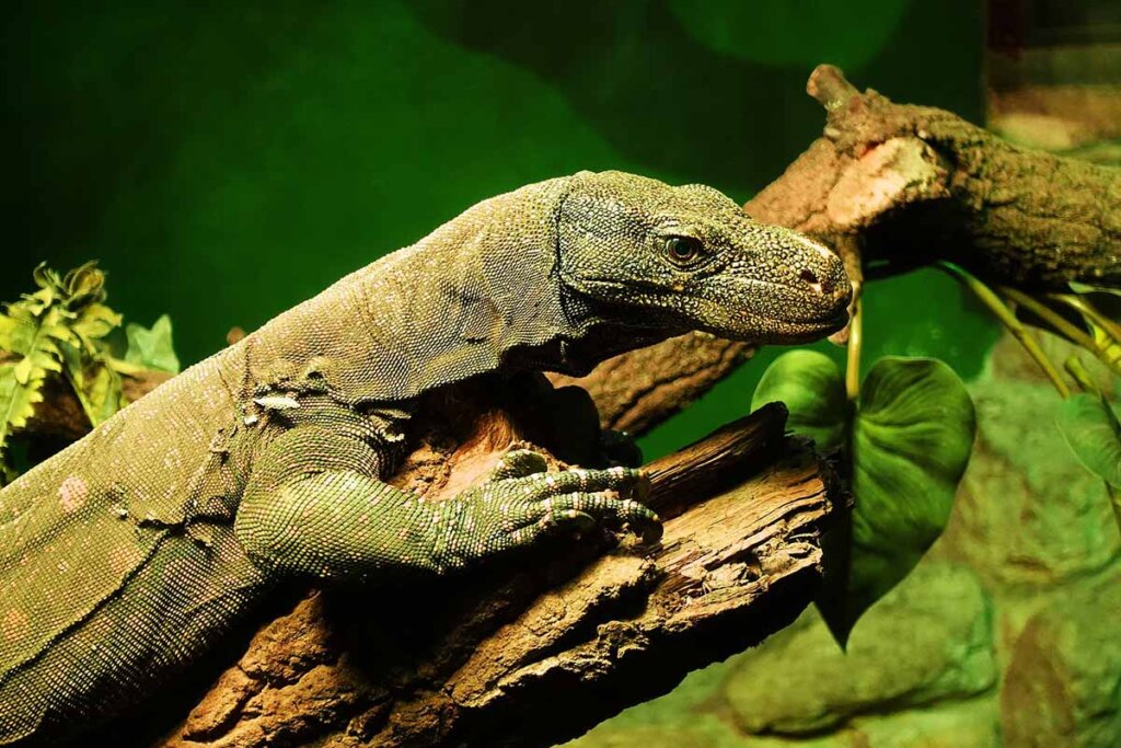 Ein Waran sitzt auf einem Ast in einem Terrarium.