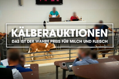 Video Thumbnail. Kalb steht in einer Auktionshalle. TItel: Kaelberauktionen, der wahre Preis für Milch und Fleisch.