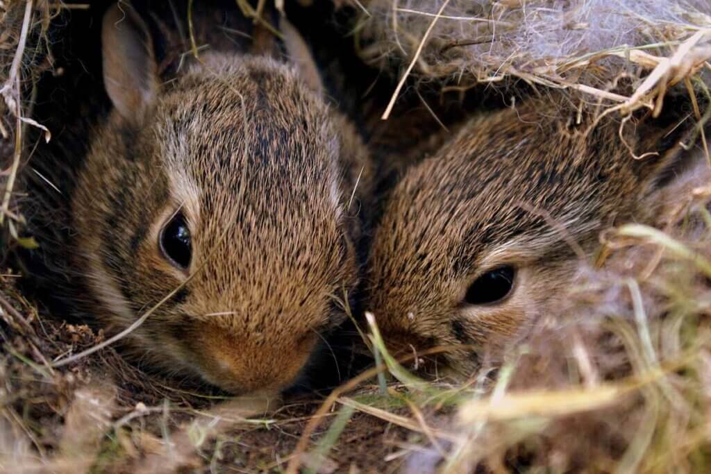 Kaninchen