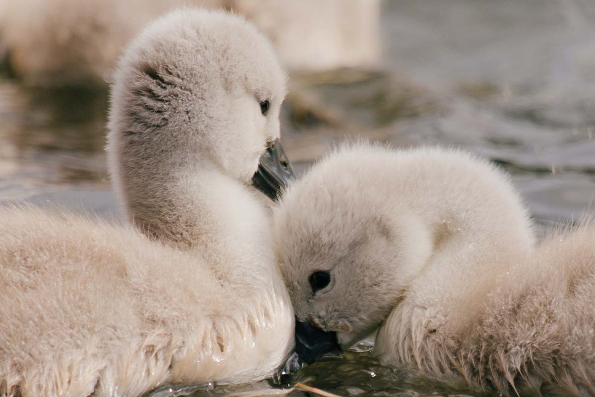 9 süße Tierbabys, die nicht sterben wollen