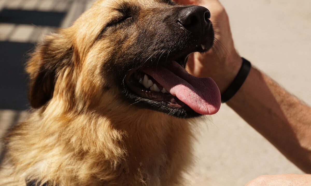 Ein Mensch streichelt einen braunen Hund am Kopf.