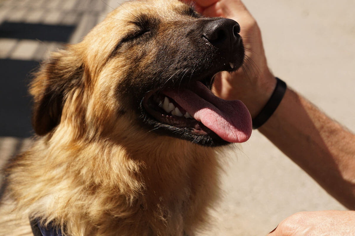 Tiere adoptieren: Alle wichtigen Infos zur Adoption von Tieren