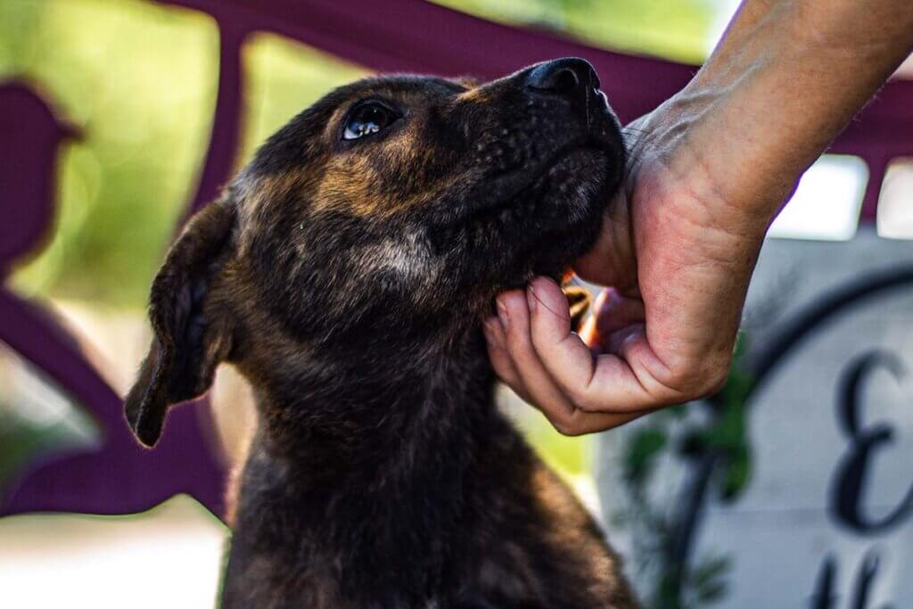 Eine Person krault einen Hund am Kinn.