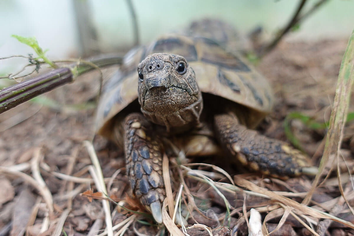 Eine Schildkroete