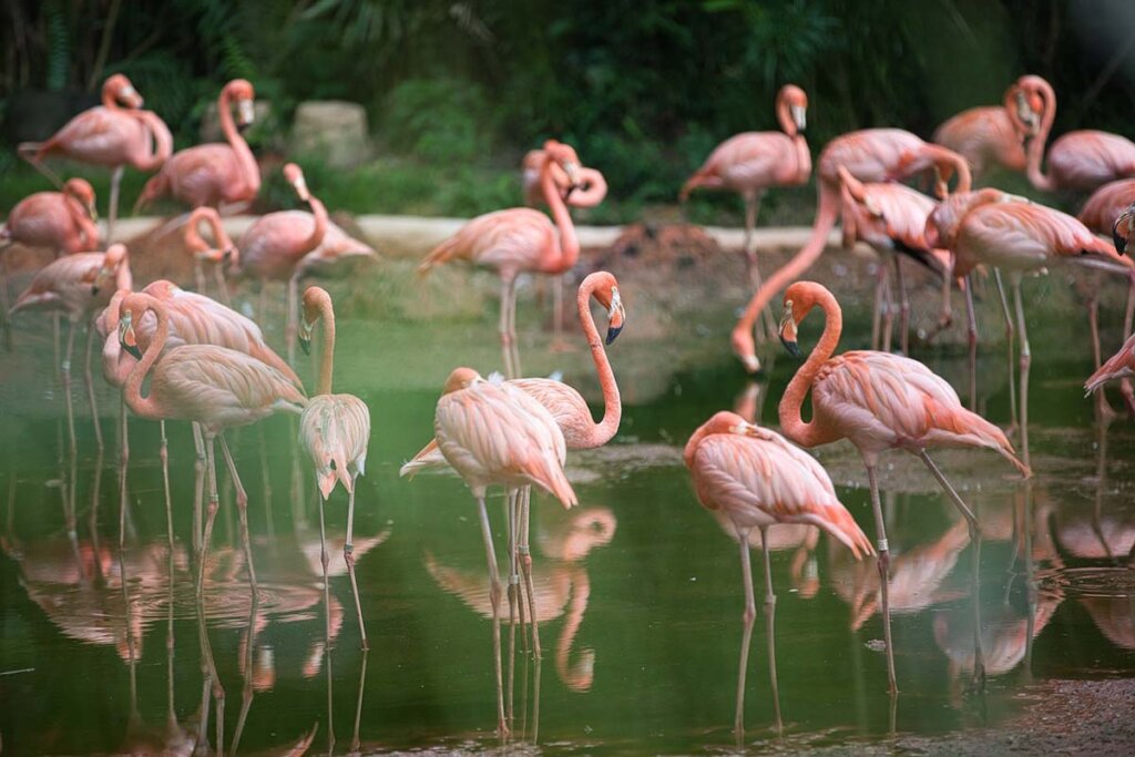 Flamingos im Wasser