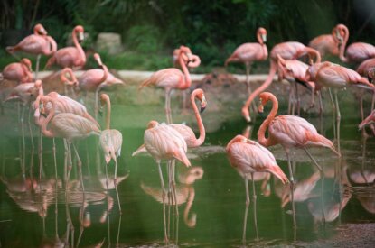 Flamingos im Wasser