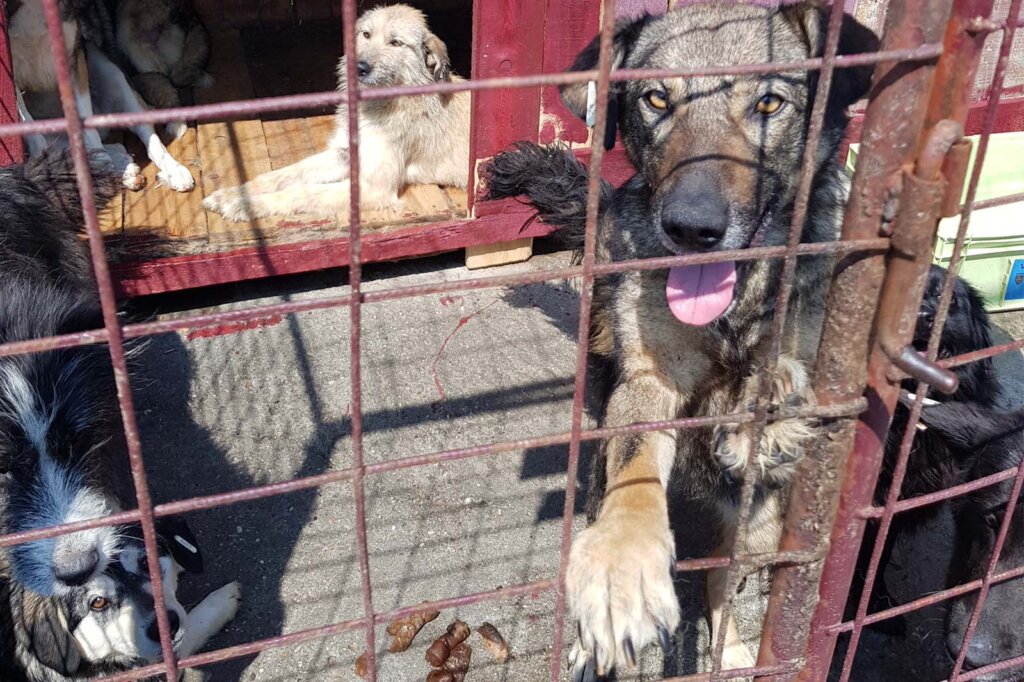 Hunde im Tierheim in Rumaenien