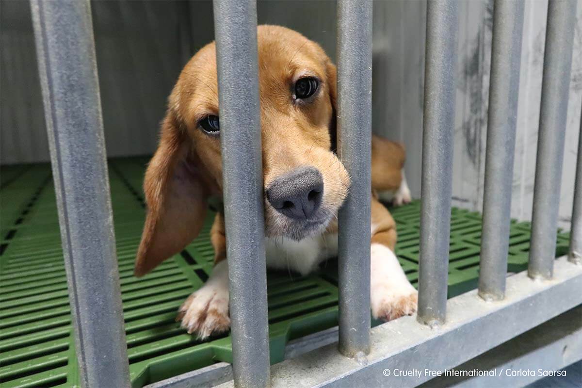 Tag zur Abschaffung der Tierversuche: So können Sie helfen