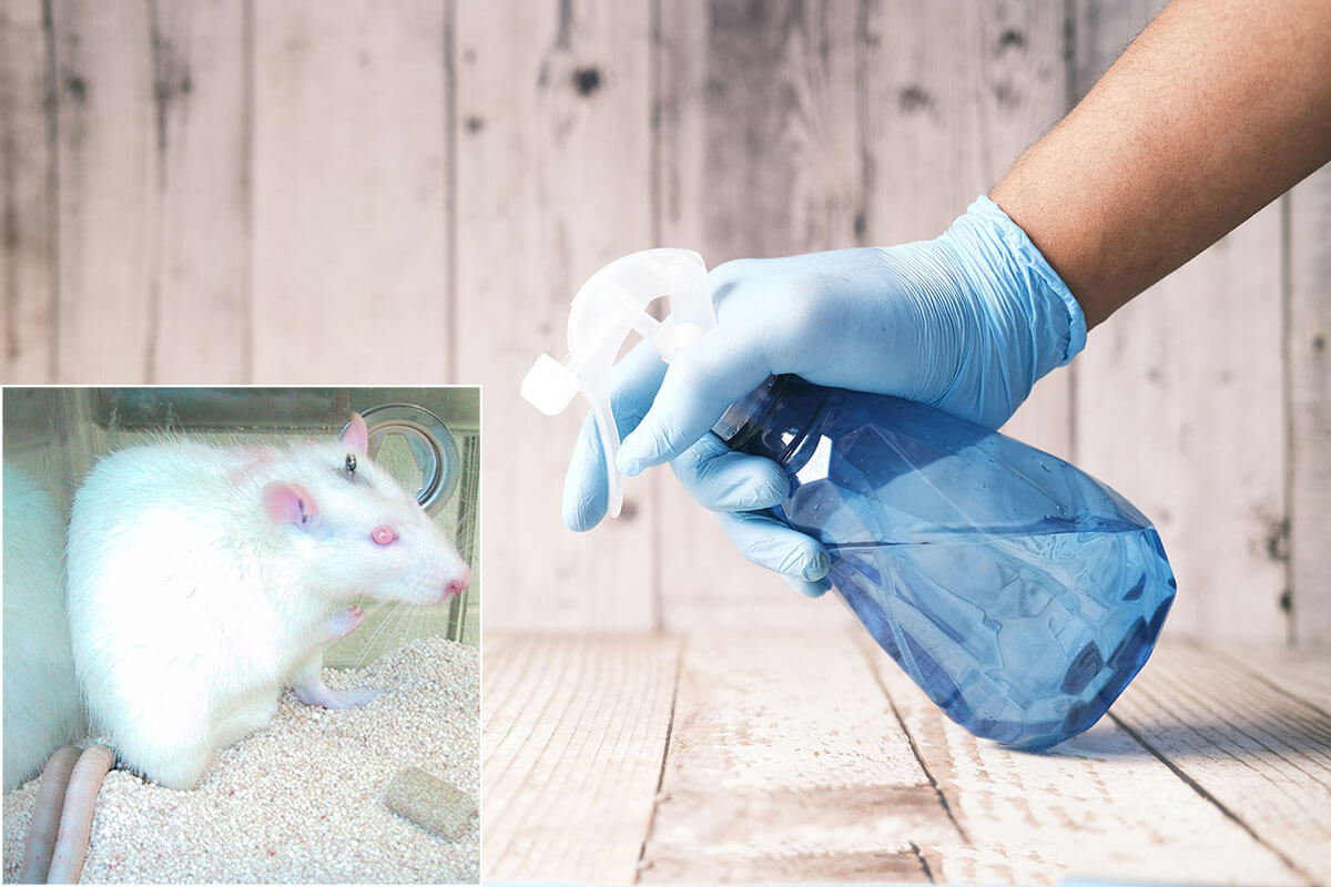 Collage Ratte und Hand mit Handschuh und Sprühflasche