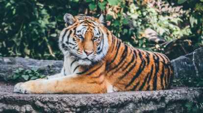 Oranger Tiger liegt auf einem Stein hinter Baeumen.