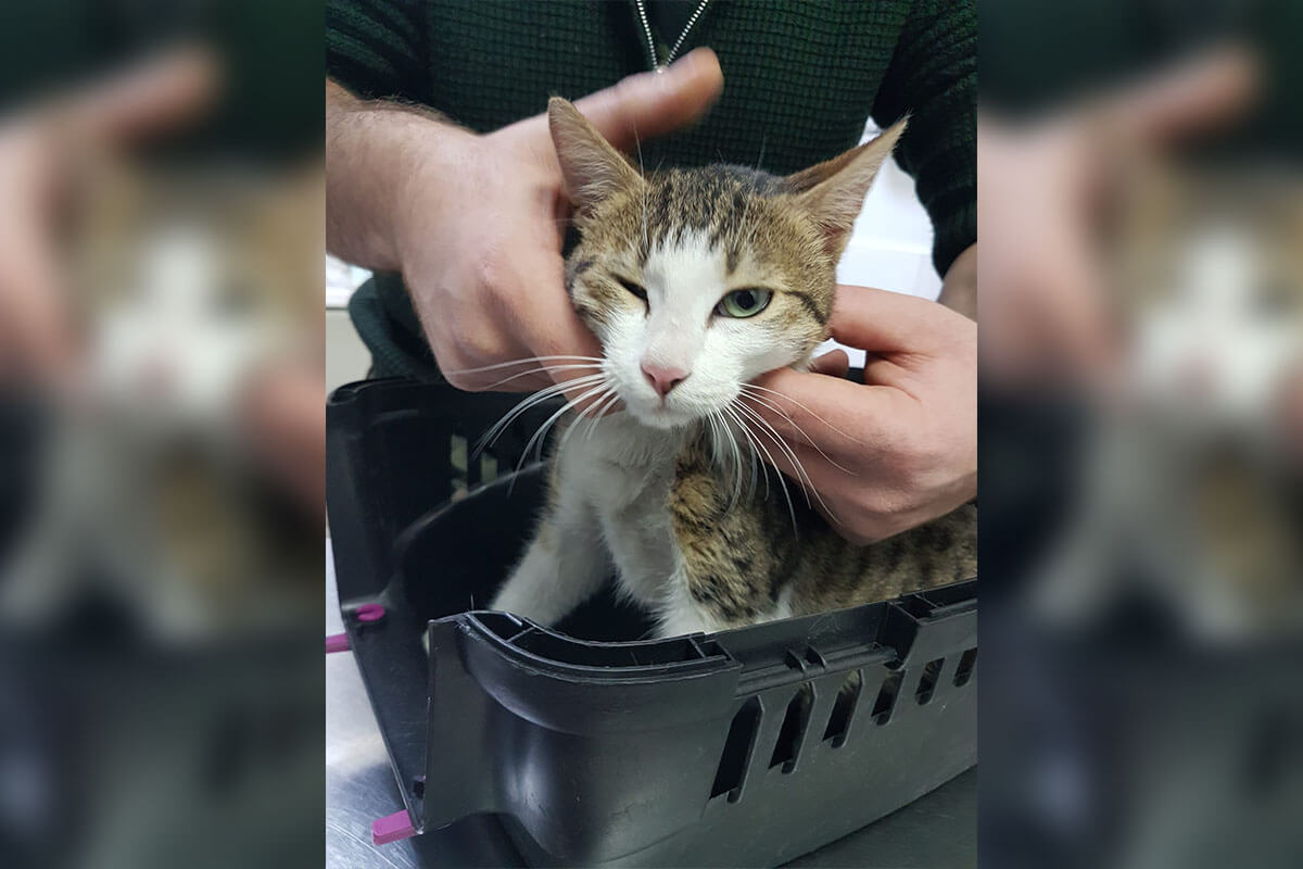 Graue Katze sitzt in einer schwarzen Transportbox und wird gestreichelt.