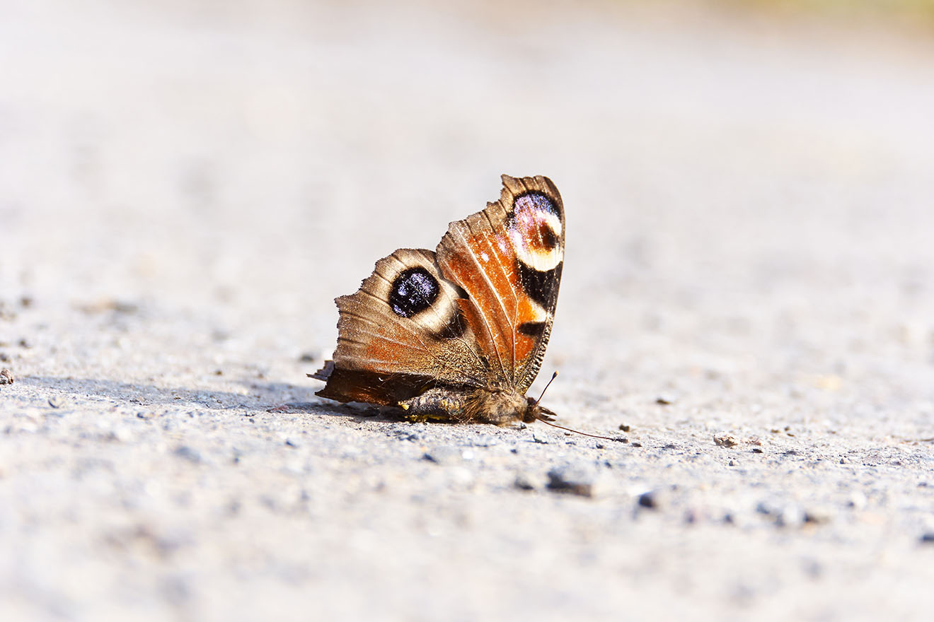 Insektensterben: Fakten, Gründe – und was wir tun können