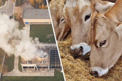 Collage. Links ein Gebaeude auf einer Wiese, aus deren Deachern Abgase aufsteigen. Rechts drei braune Kuehe, die ein Heugemisch essen.