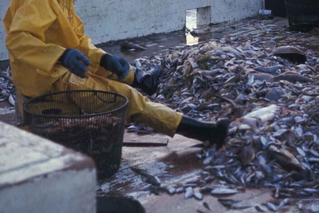 Eine Person in gelbem Anzug und Gummistiefeln sitzt auf einem Boot zwischen hunderten toten Fischen.