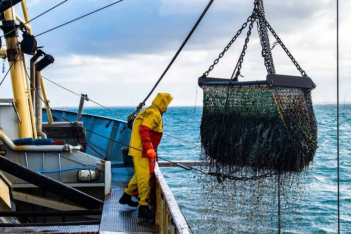 Überfischung: Wie die Fischerei unsere Meere zerstört