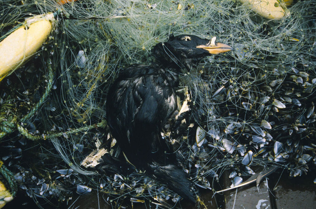 Vogel im Fischernetz gefangen