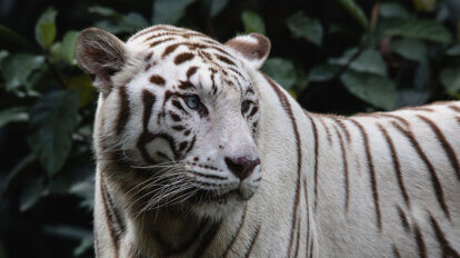 portrait weisser tiger