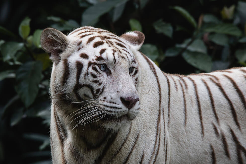 Erfolg: Von Siegfried und Roy missbrauchte Tiger wurden in Auffangstationen überführt